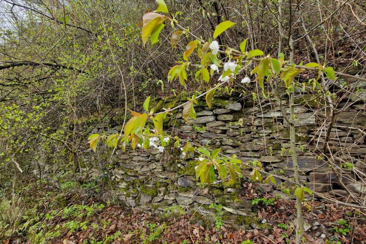 Wanderung, Mittelrheintal, Welterbegarten, Bad Salzig, Boppard