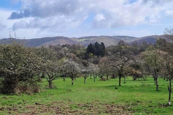 Wanderung, Mittelrheintal, Welterbegarten, Bad Salzig, Boppard